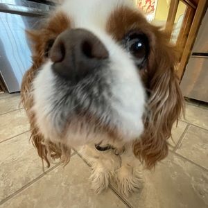 Meet your Posher, Abby